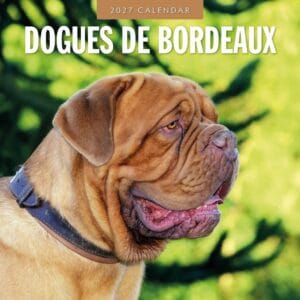 Red Robin Wall Kalender 2027 - Dogues de Bordeaux