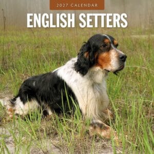Red Robin Wall Kalender 2027 - English Setters