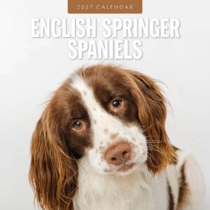 Red Robin Wall Kalender 2027 - English Springer Spaniels