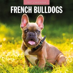 Red Robin Wall Kalender 2027 - French Bulldogs