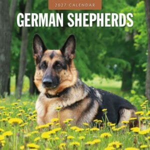 Red Robin Wall Kalender 2027 - German Shepherds