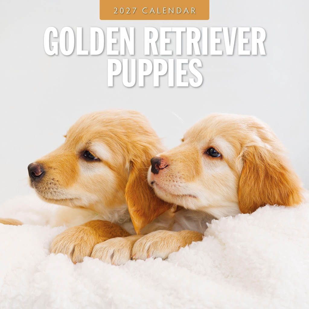 Red Robin Wall Kalender 2027 - Golden Retriever Puppies