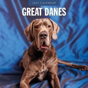 Red Robin Wall Kalender 2027 - Great Danes