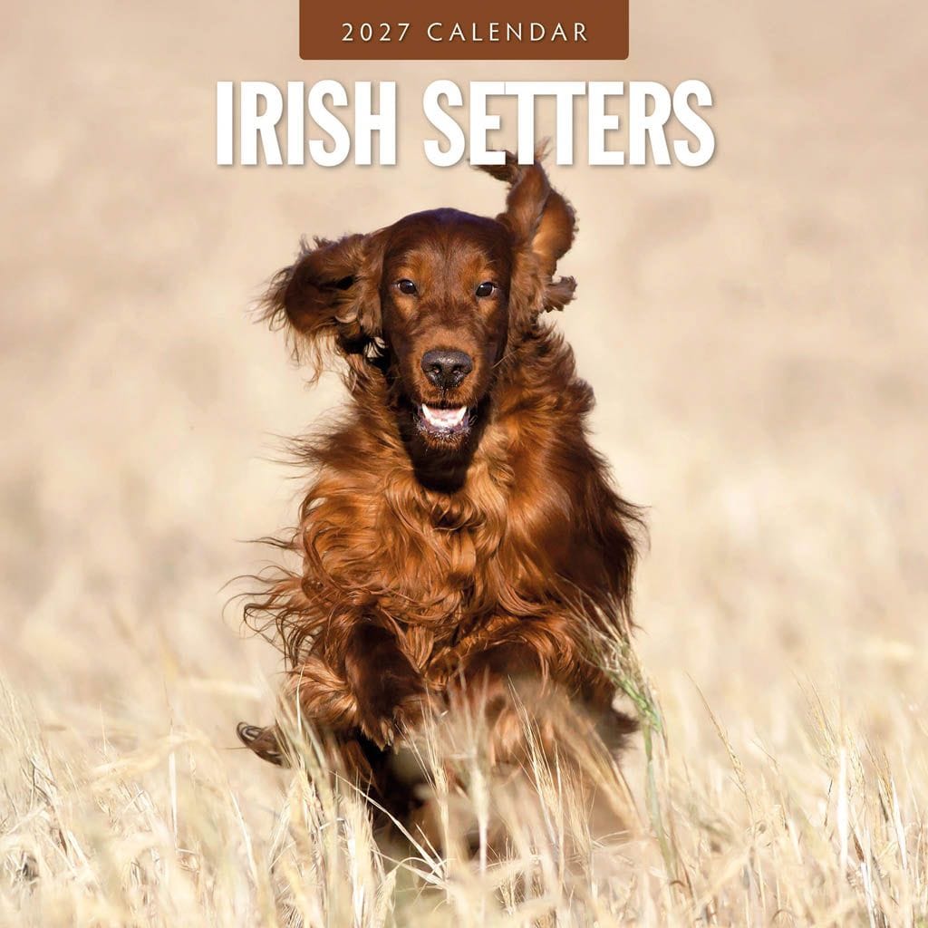 Red Robin Wall Kalender 2027 - Irish Setters
