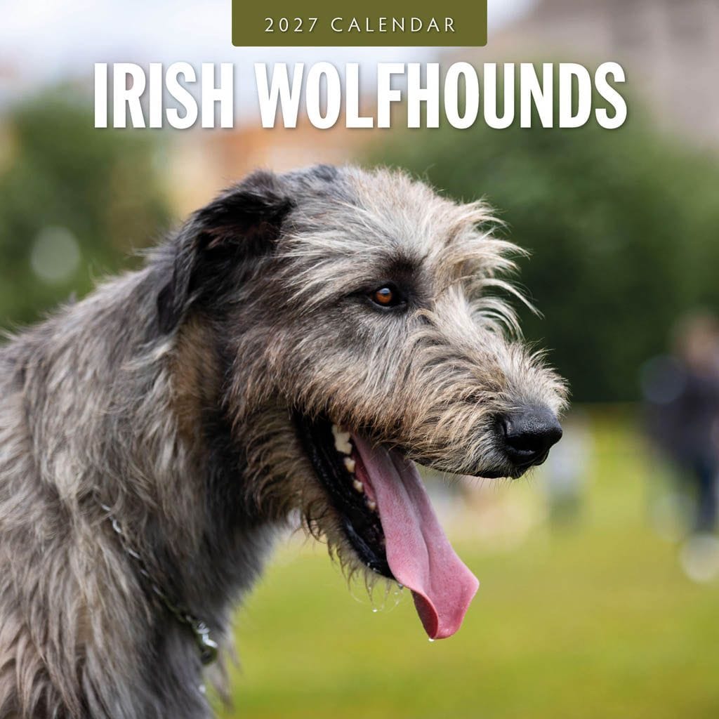 Red Robin Wall Kalender 2027 - Irish Wolf Hounds