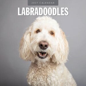 Red Robin Wall Kalender 2027 - Labradoodles