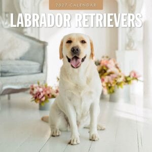 Red Robin Wall Kalender 2027 - Labrador Retrievers