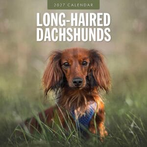 Red Robin Wall Kalender 2027 - Long-haired Dachshunds