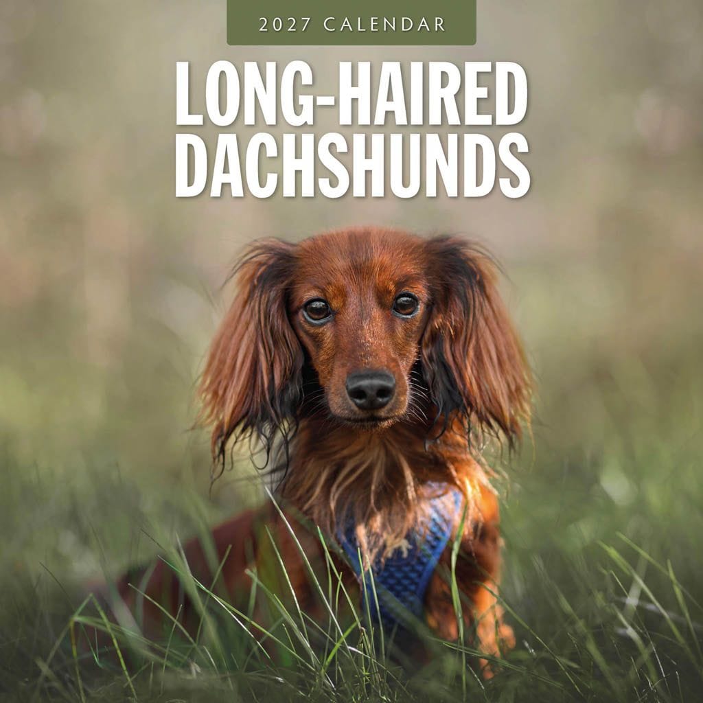 Red Robin Wall Kalender 2027 - Long-haired Dachshunds