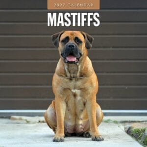 Red Robin Wall Kalender 2027 - Mastiffs