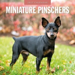 Red Robin Wall Kalender 2027 - Miniature Pinschers