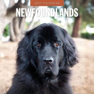 Red Robin Wall Kalender 2027 - Newfoundlands