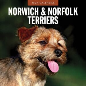 Red Robin Wall Kalender 2027 - Norwich & Norfolk Terriers