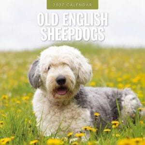 Red Robin Wall Kalender 2027 - Old English Sheepdogs