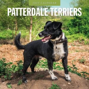 Red Robin Wall Kalender 2027 - Patterdale Terriers
