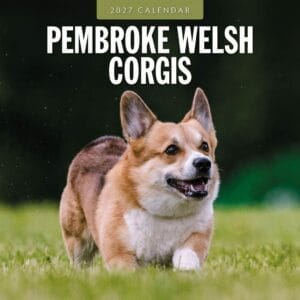 Red Robin Wall Kalender 2027 - Pembroke Welsh Corgis