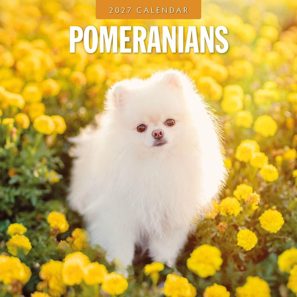 Red Robin Wall Kalender 2027 - Pomeranians