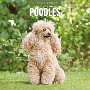 Red Robin Wall Kalender 2027 - Poodles
