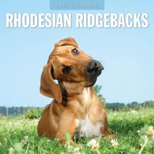 Red Robin Wall Kalender 2027 - Rhodesian Ridgebacks