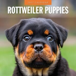 Red Robin Wall Kalender 2027 - Rottweiler Puppies