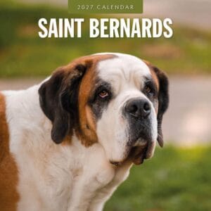 Red Robin Wall Kalender 2027 - Saint Bernards