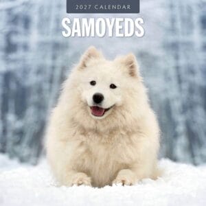 Red Robin Wall Kalender 2027 - Samoyeds