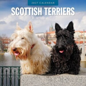 Red Robin Wall Kalender 2027 - Scottish Terriers