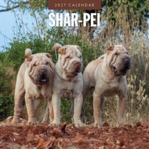 Red Robin Wall Kalender 2027 - Shar-Pei