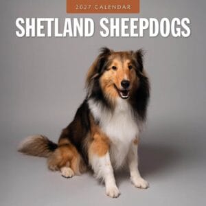 Red Robin Wall Kalender 2027 - Shetland Sheepdogs