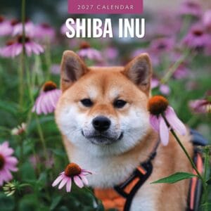 Red Robin Wall Kalender 2027 - Shiba Inu