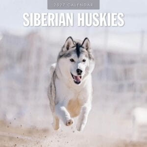 Red Robin Wall Kalender 2027 - Siberian Huskies