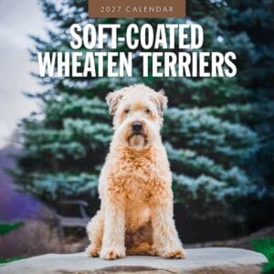 Red Robin Wall Kalender 2027 - Soft-coated Wheaten Terriers