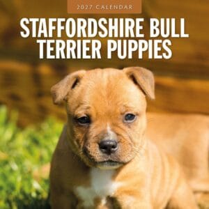 Red Robin Wall Kalender 2027 - Staffordshire Bull Terrier Puppies