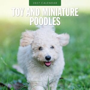 Red Robin Wall Kalender 2027 - Toy and Miniature Poodles