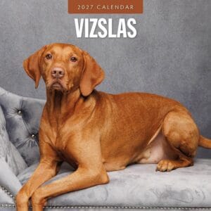 Red Robin Wall Kalender 2027 - Vizslas