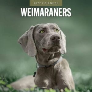Red Robin Wall Kalender 2027 - Weimaraners