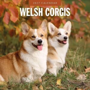 Red Robin Wall Kalender 2027 - Welsh Corgis