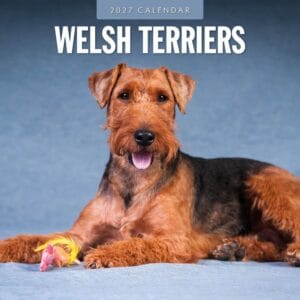 Red Robin Wall Kalender 2027 - Welsh Terriers