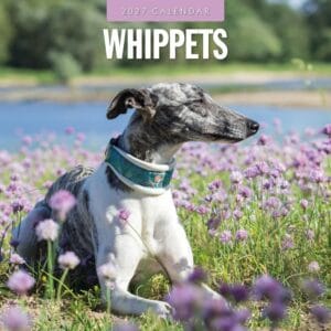 Red Robin Wall Kalender 2027 - Whippets