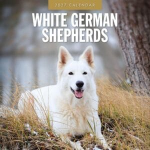 Red Robin Wall Kalender 2027 - White German Shepherds