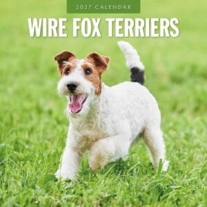 Red Robin Wall Kalender 2027 - Wire Fox Terriers