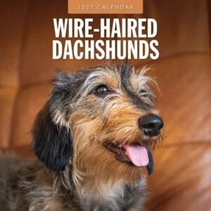Red Robin Wall Kalender 2027 - Wire-haired Dachshunds
