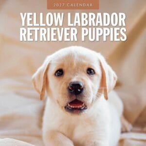 Red Robin Wall Kalender 2027 - Yellow Labrador