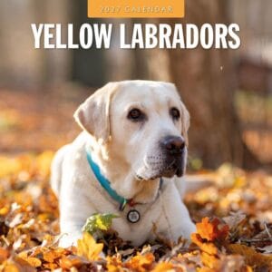 Red Robin Wall Kalender 2027 - Yellow Labrador Retriever