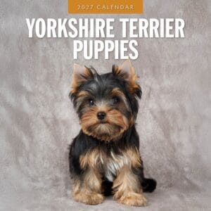 Red Robin Wall Kalender 2027 - Yorkshire Terrier Puppies