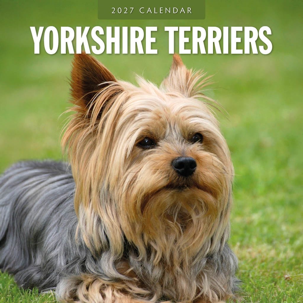 Red Robin Wall Kalender 2027 - Yorkshire Terriers